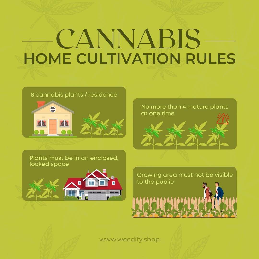cannabis-in-minnesota