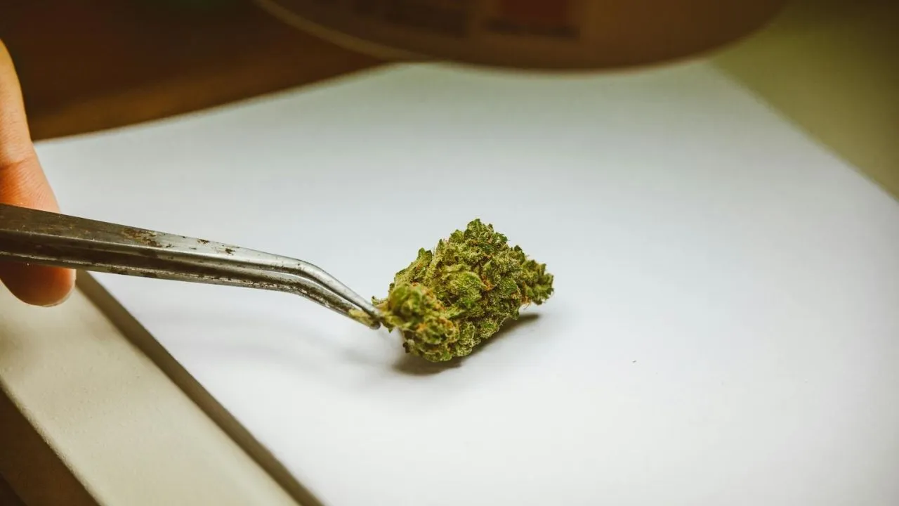 st-paul-cannabis-store