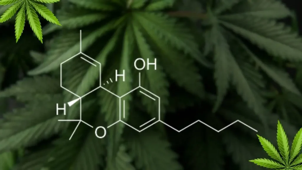 thc-st-paul-guide